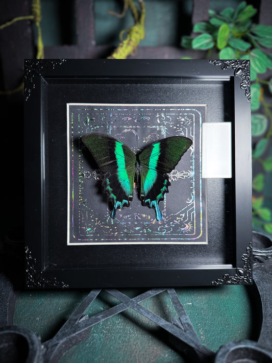 Papilio Blumei -  The Devil Tarot