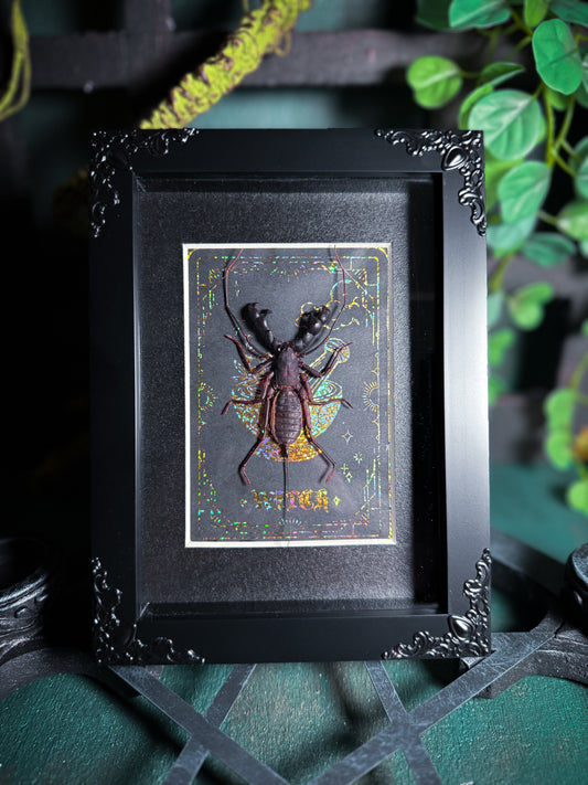 Hypoctonus Siamensis Whip Scorpion - Witch Tarot