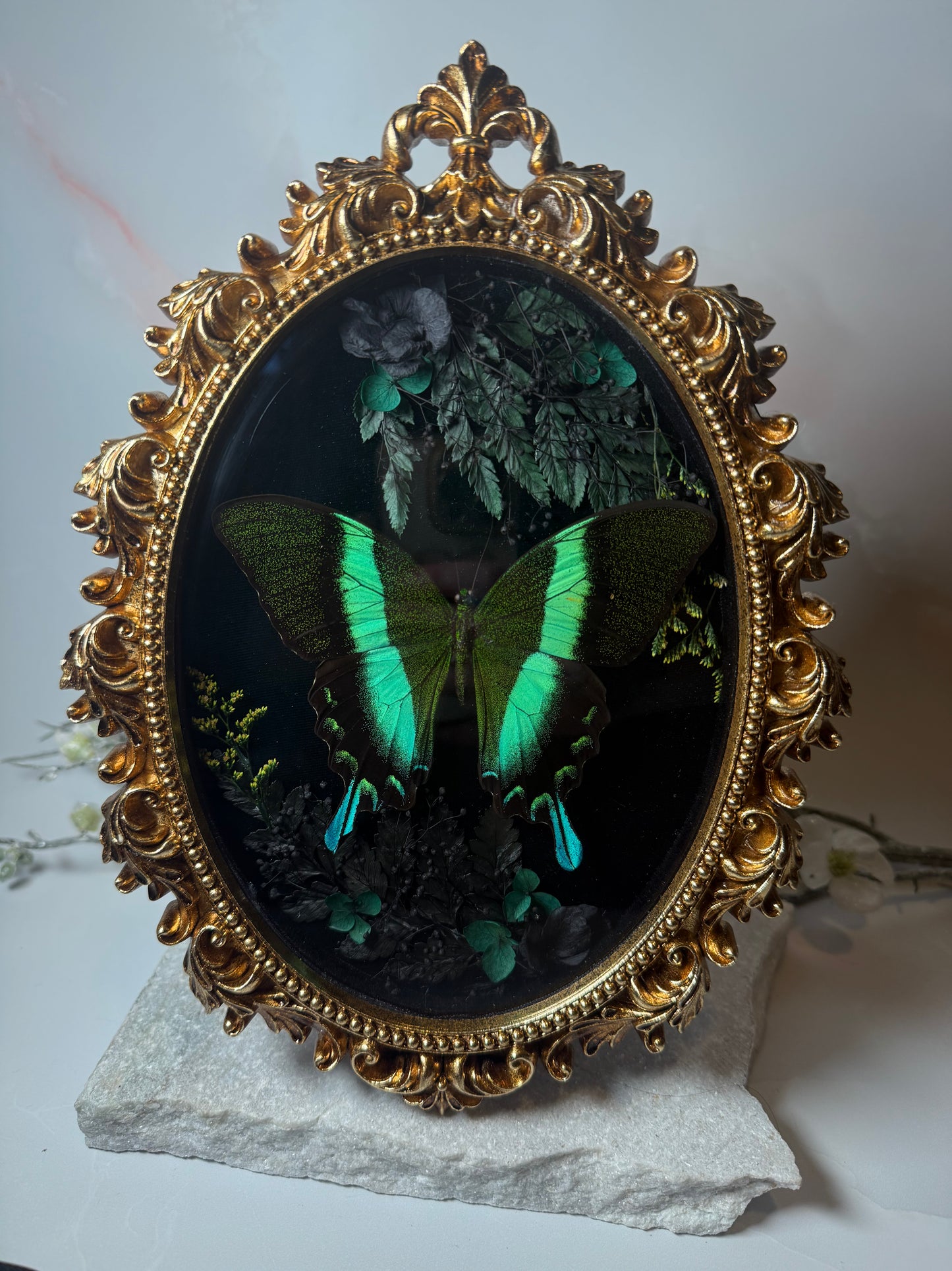 Papilio Blumei - Ornate frame