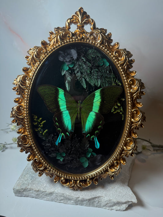 Papilio Blumei - Ornate frame