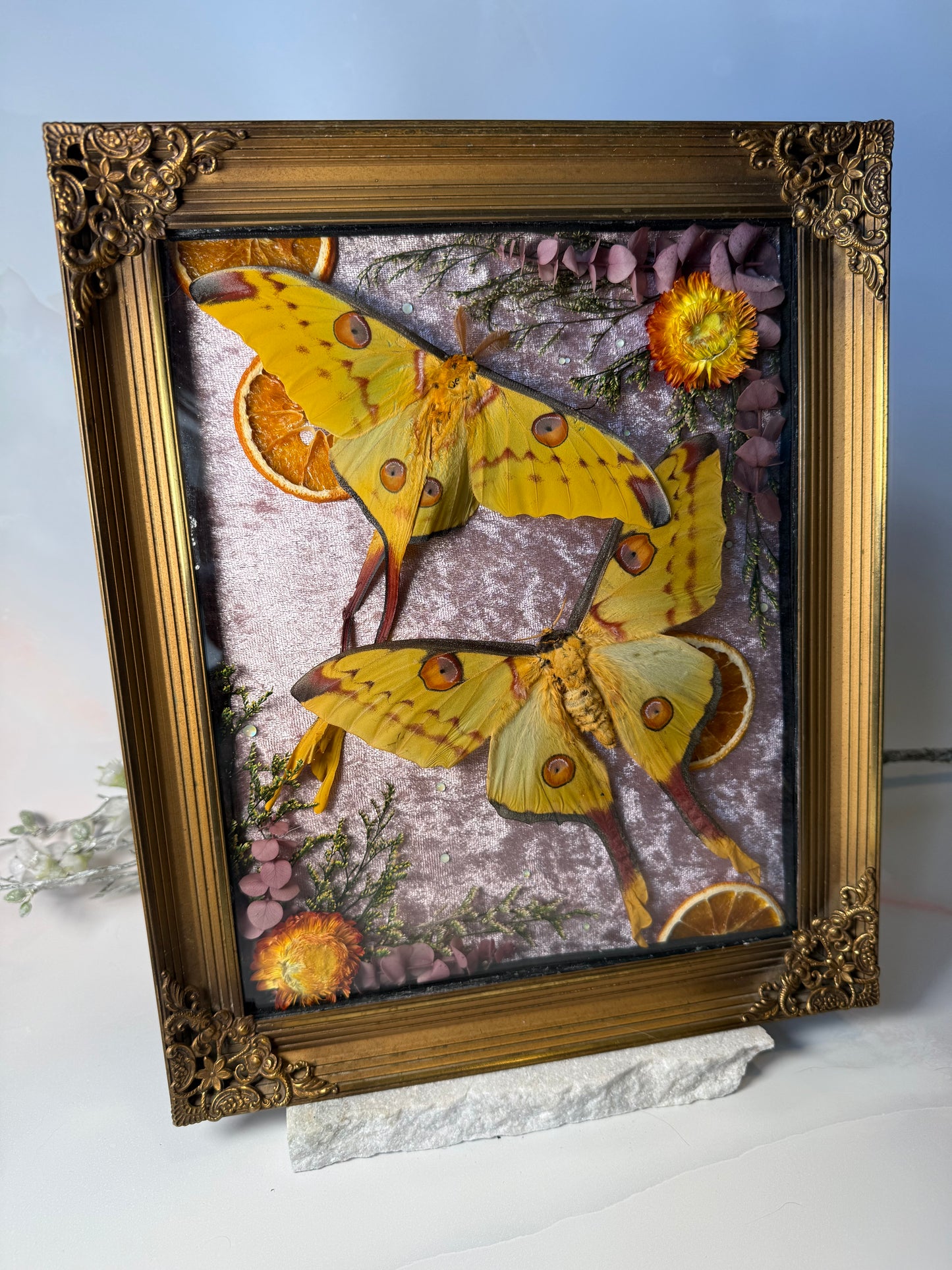 Argema Mittrei M & F pair - Antique convex frame XL