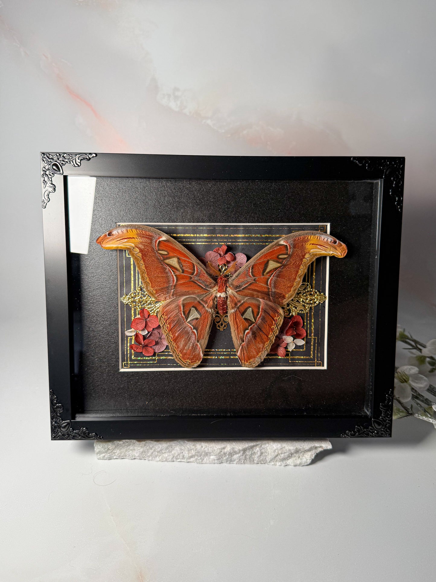 Male Attacus Atlas Moth - Gold Ornate
