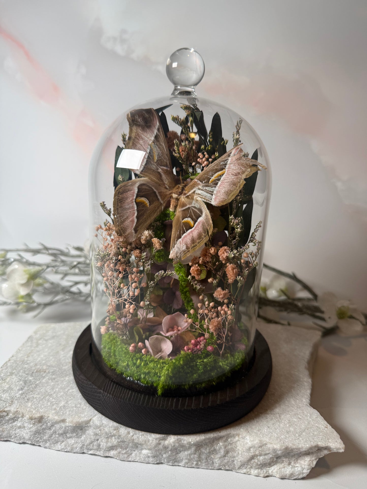 Samia sp, verified natural death Cloche dome