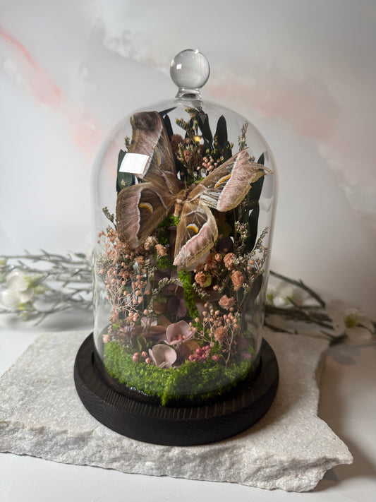 Samia sp, verified natural death Cloche dome