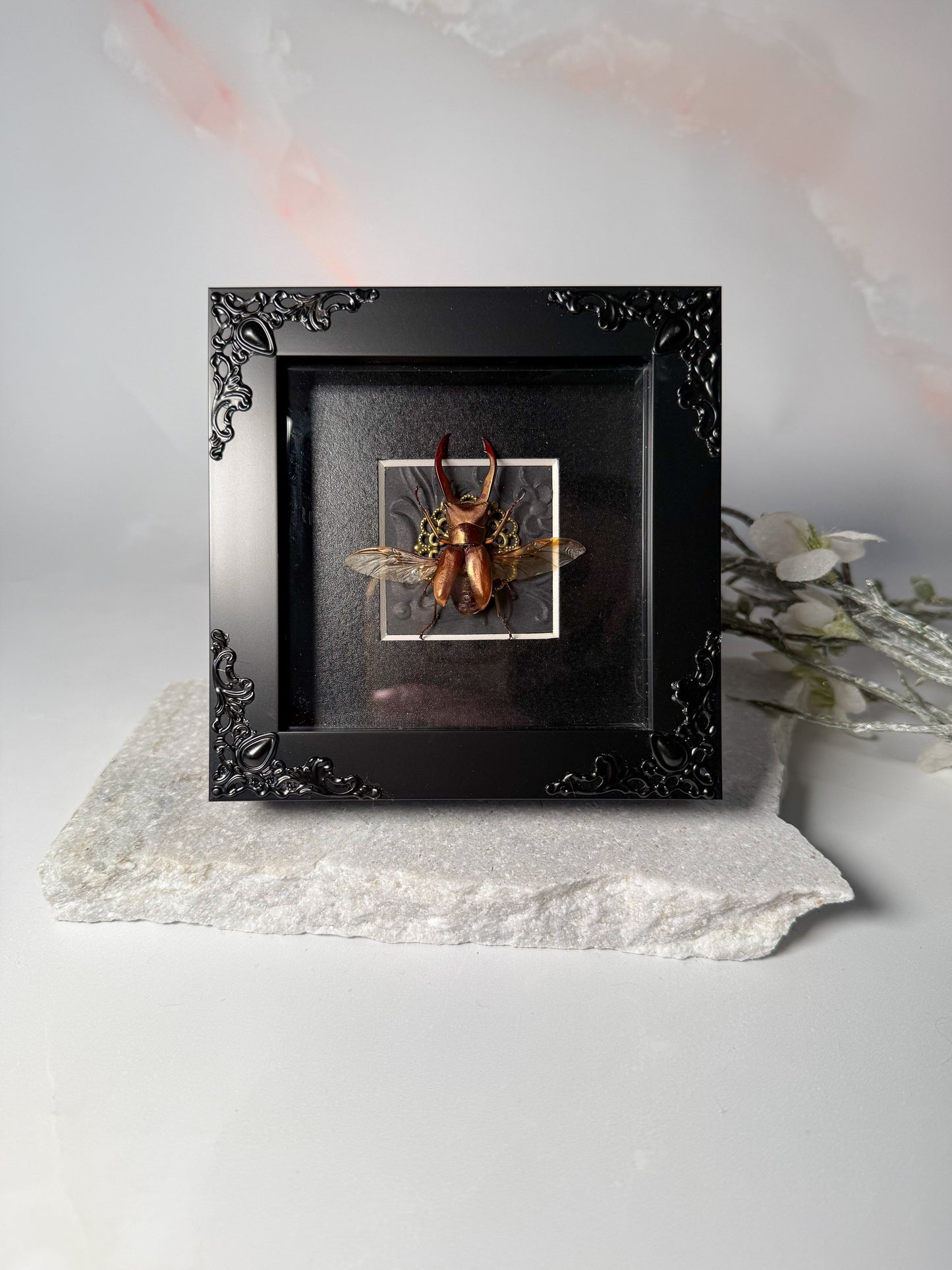 Cyclommatus Metallifer Ottani - Gold