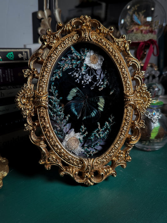 Panacea prola - Ornate Shadow box