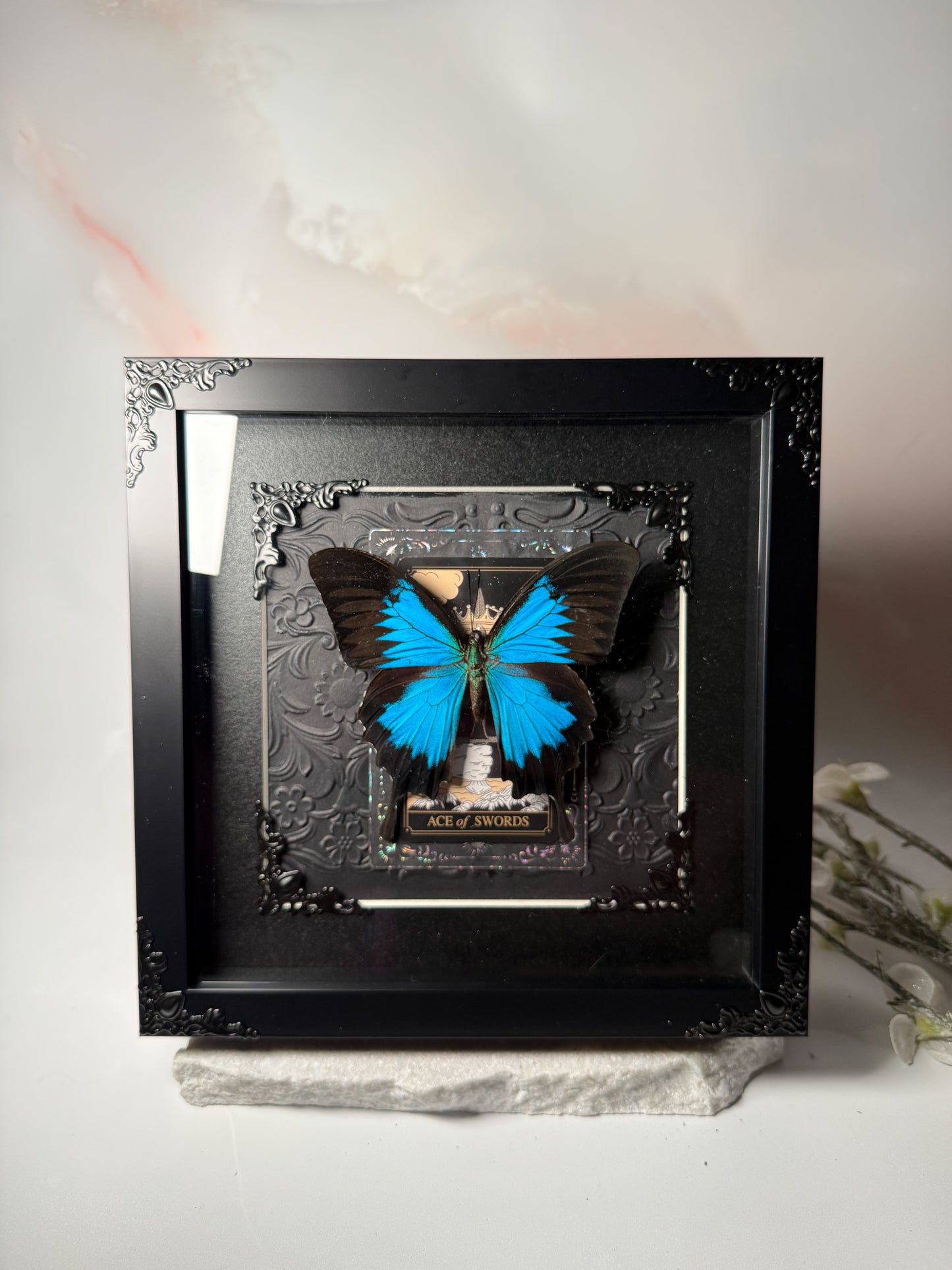 Papilio Ulysses - Ace of Swords