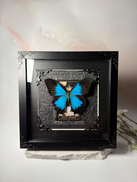 Papilio Ulysses - Ace of Swords