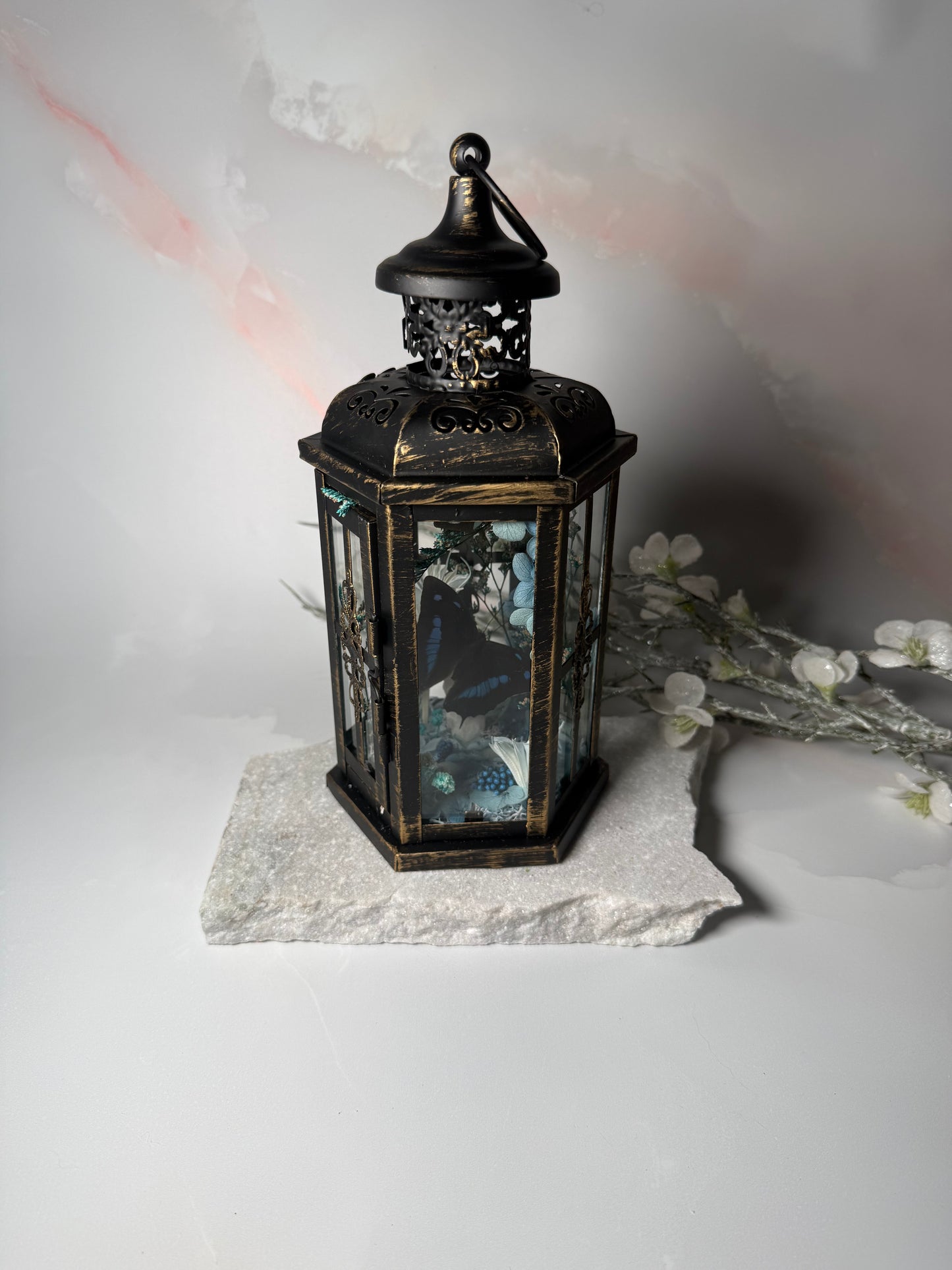 Fae Lantern Polygraphia Cyanea - Winter blossom