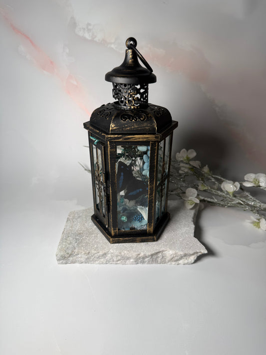 Fae Lantern Polygraphia Cyanea - Winter blossom