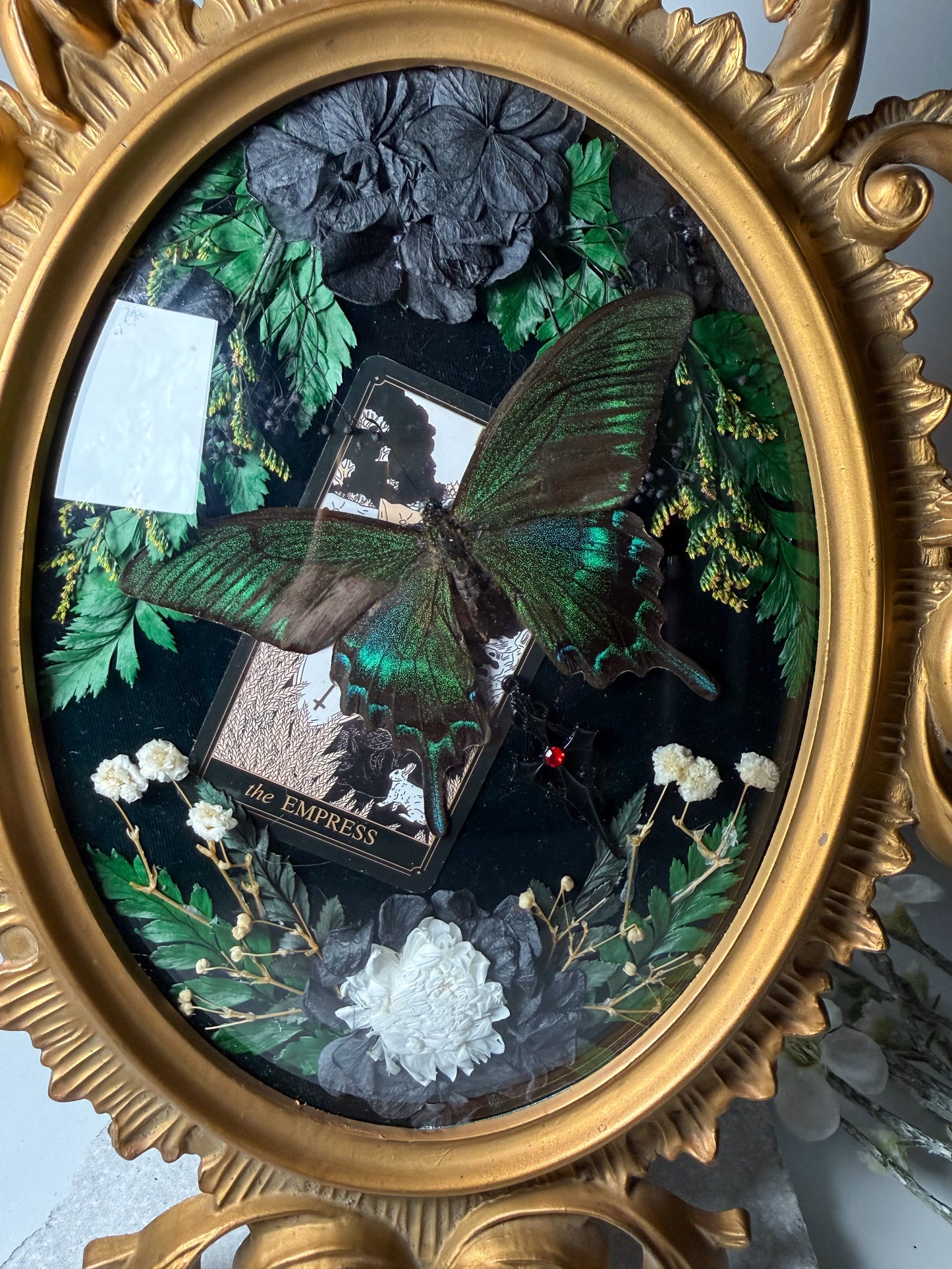Papilio Maackii - Antique convex frame