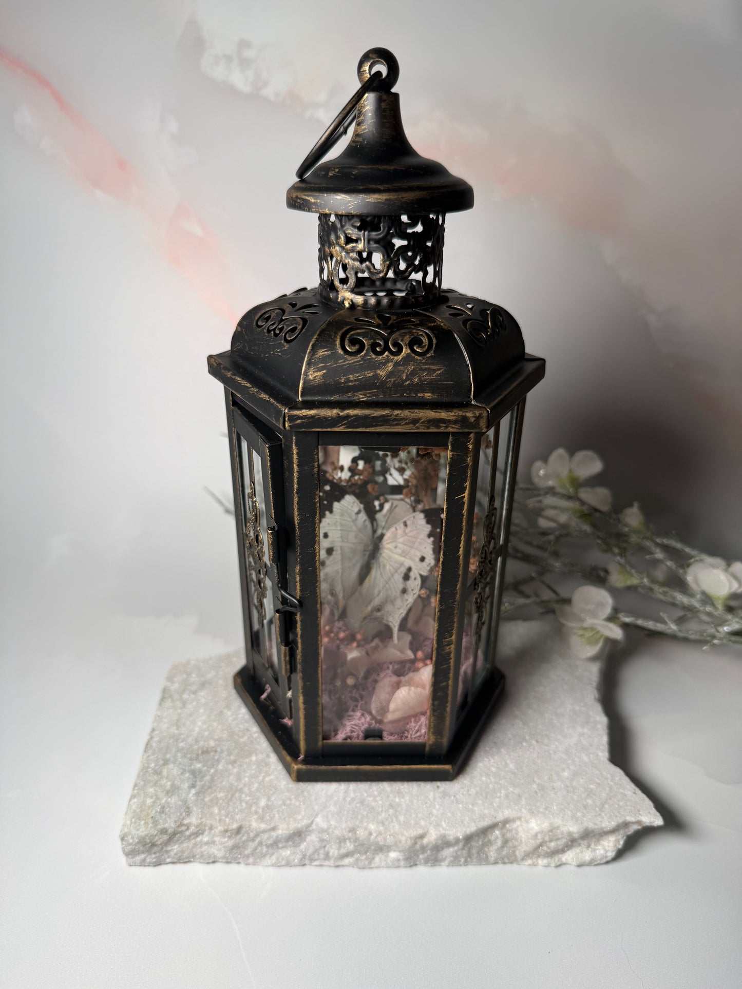 Fae Lantern Salamis Duprei - Sakura