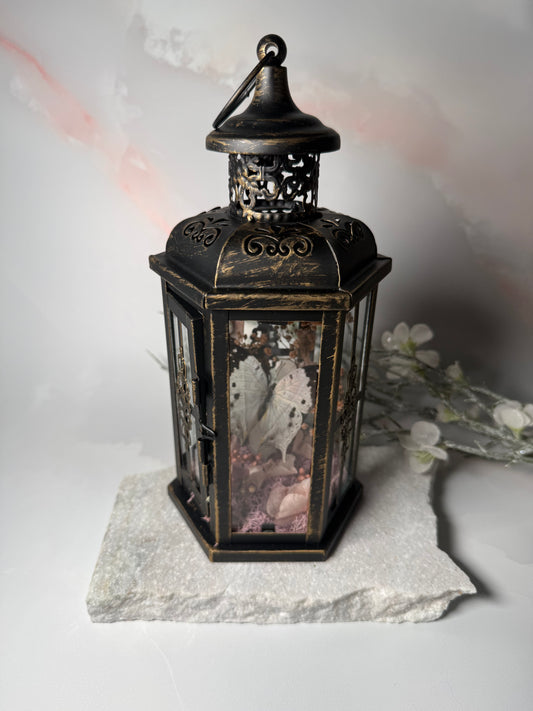 Fae Lantern Salamis Duprei - Sakura