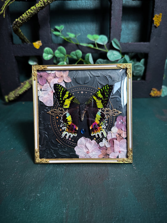 Chrysiridia rhipheus/Sunset Moth - Antique Convex Glass Frame