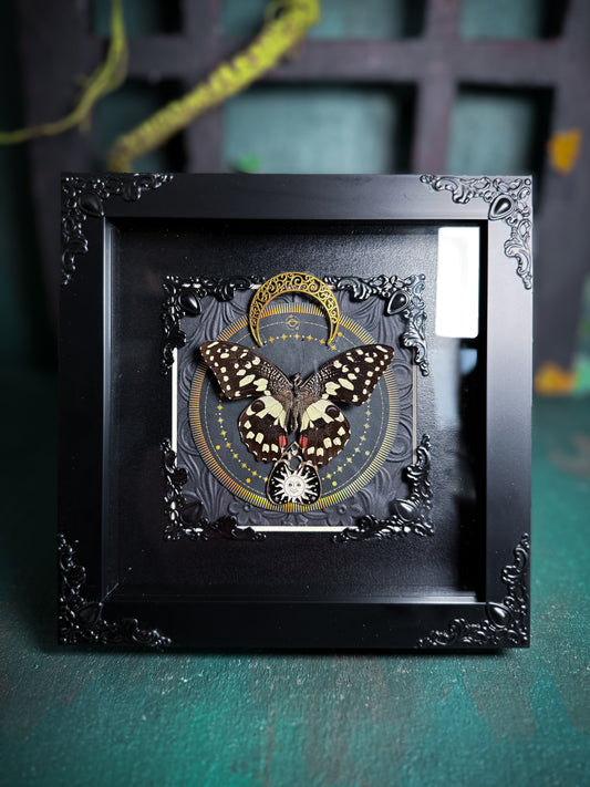 Papilio Demoleus/Chequered swallowtail - Golden Sun