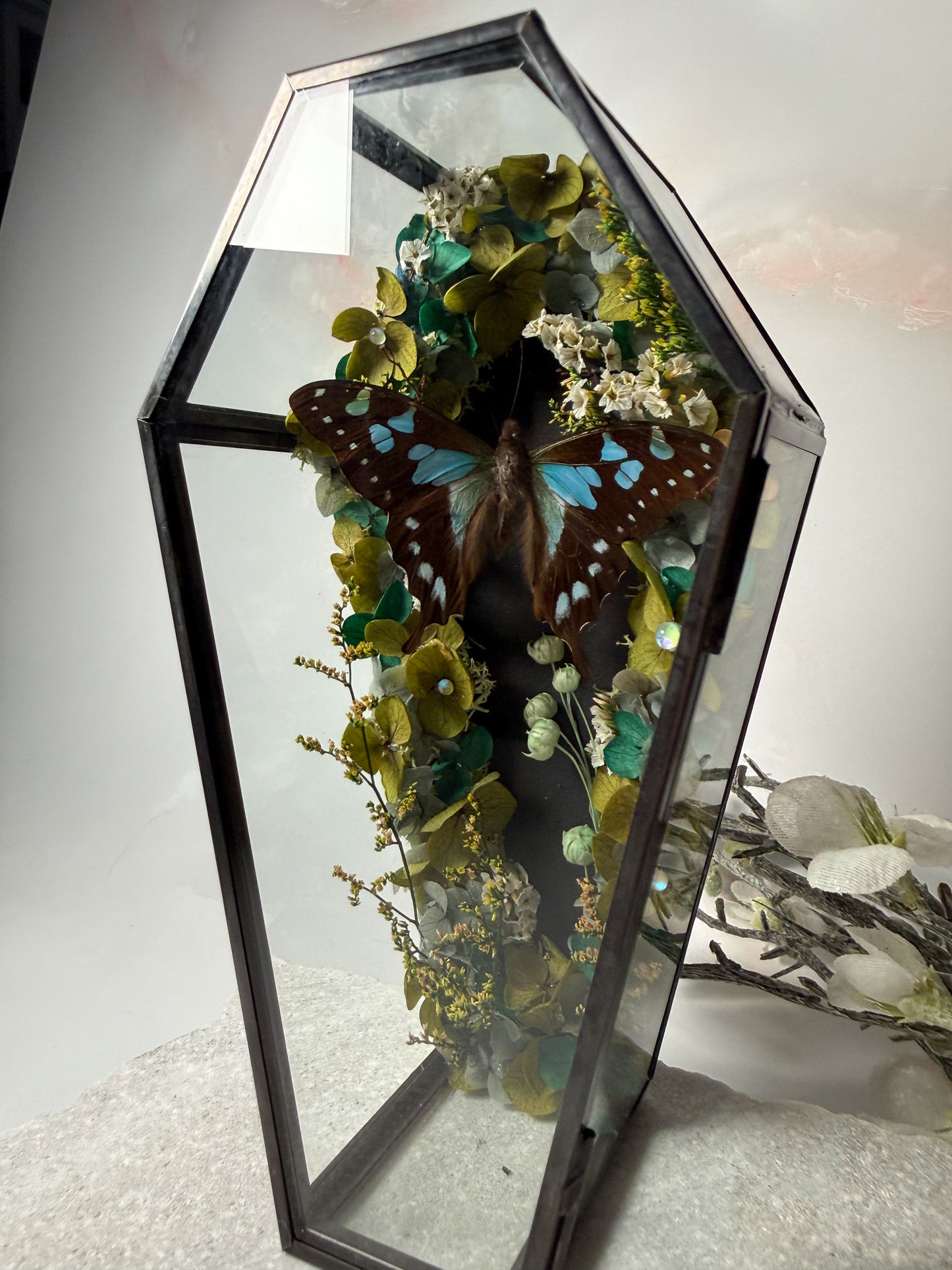 Graphium Stresemanni - Coffin