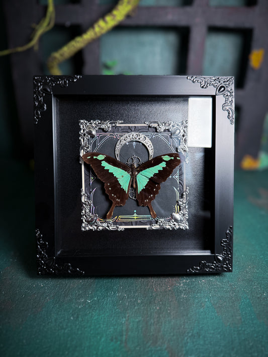 Papilio Phorcas/the apple-green swallowtail - Silver Moon