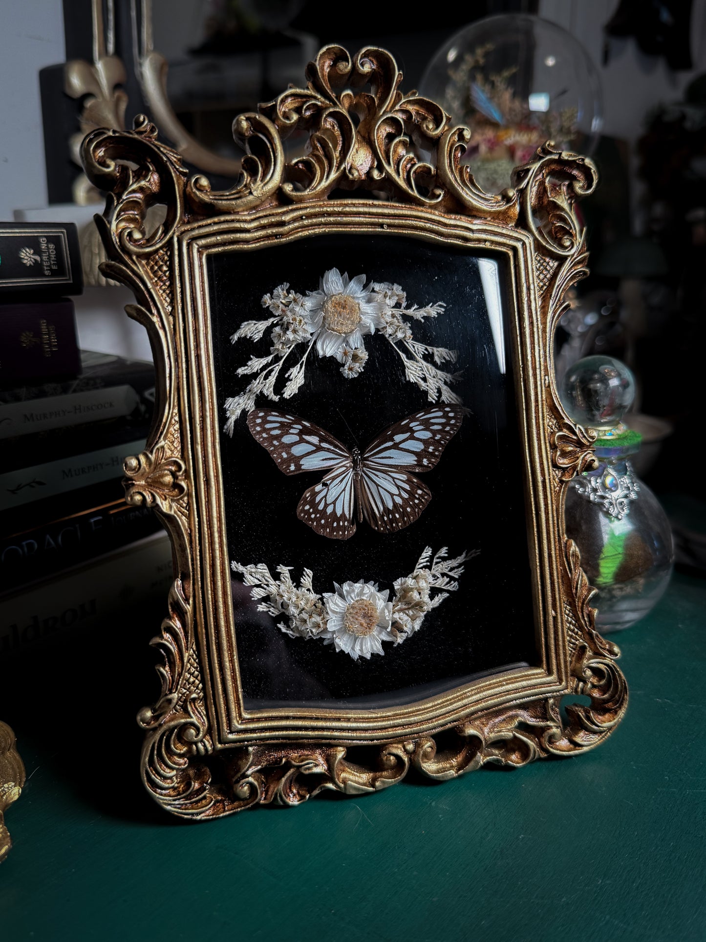 Ideopsis juventa manillana - Ornate Shadow box