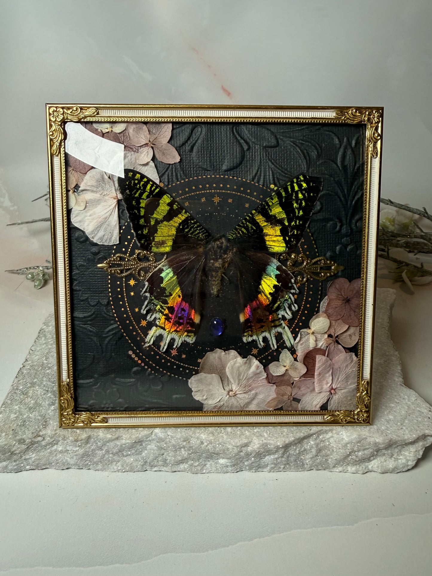 Chrysiridia rhipheus/Sunset Moth - Antique Convex Glass Frame