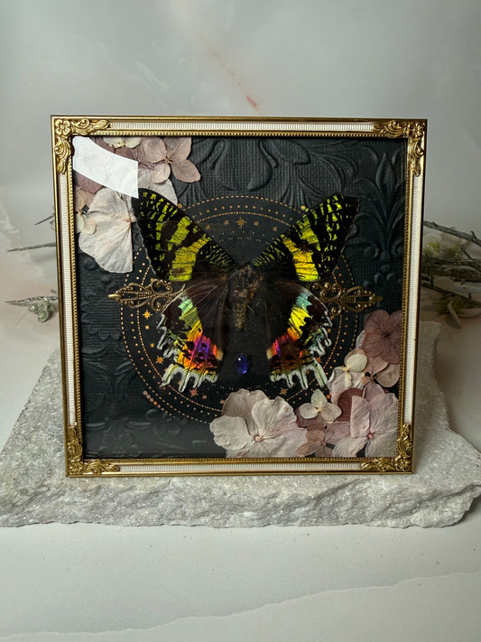 Chrysiridia rhipheus/Sunset Moth - Antique Convex Glass Frame