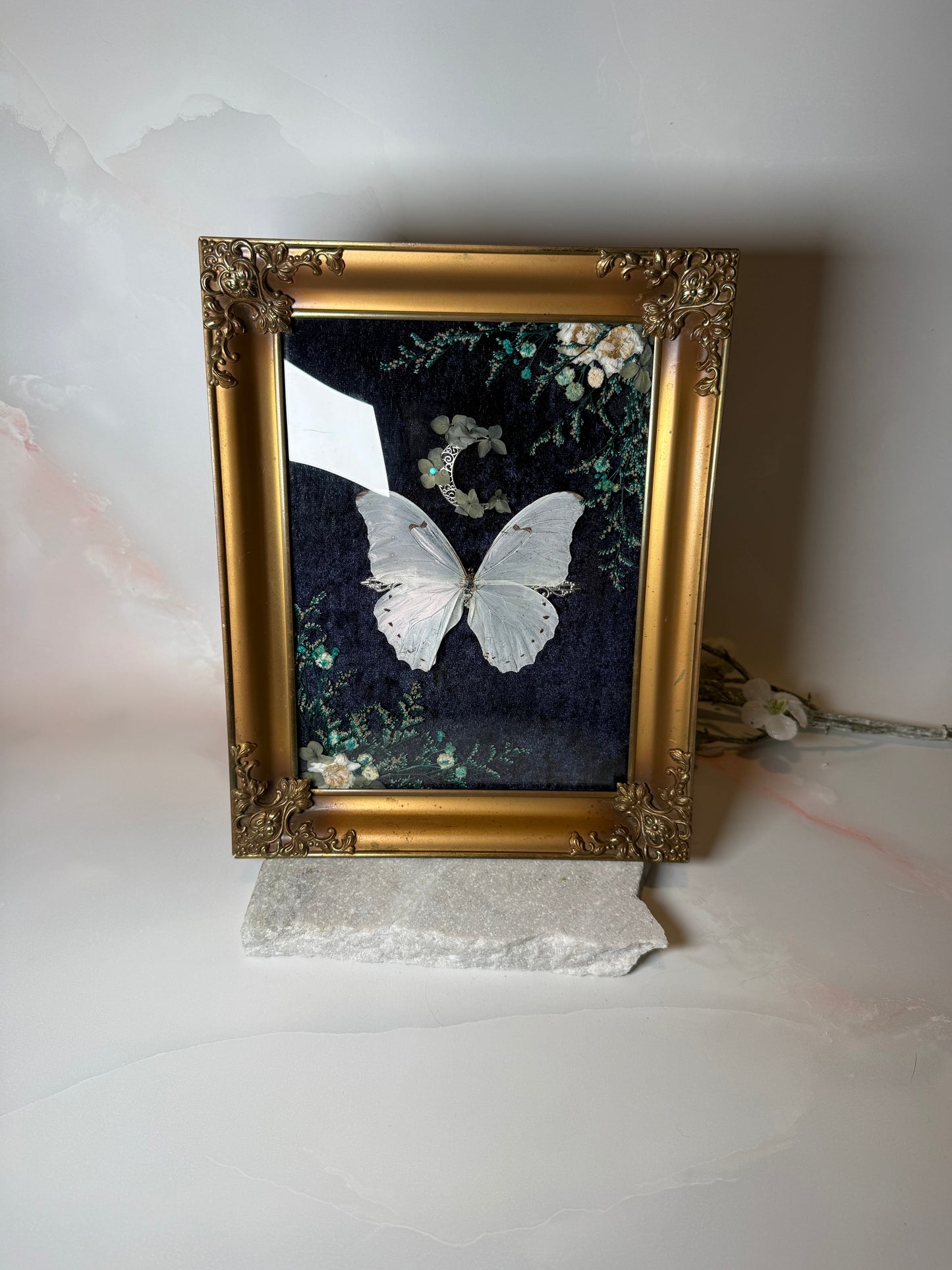 Morpho Polyphemus - Antique convex frame