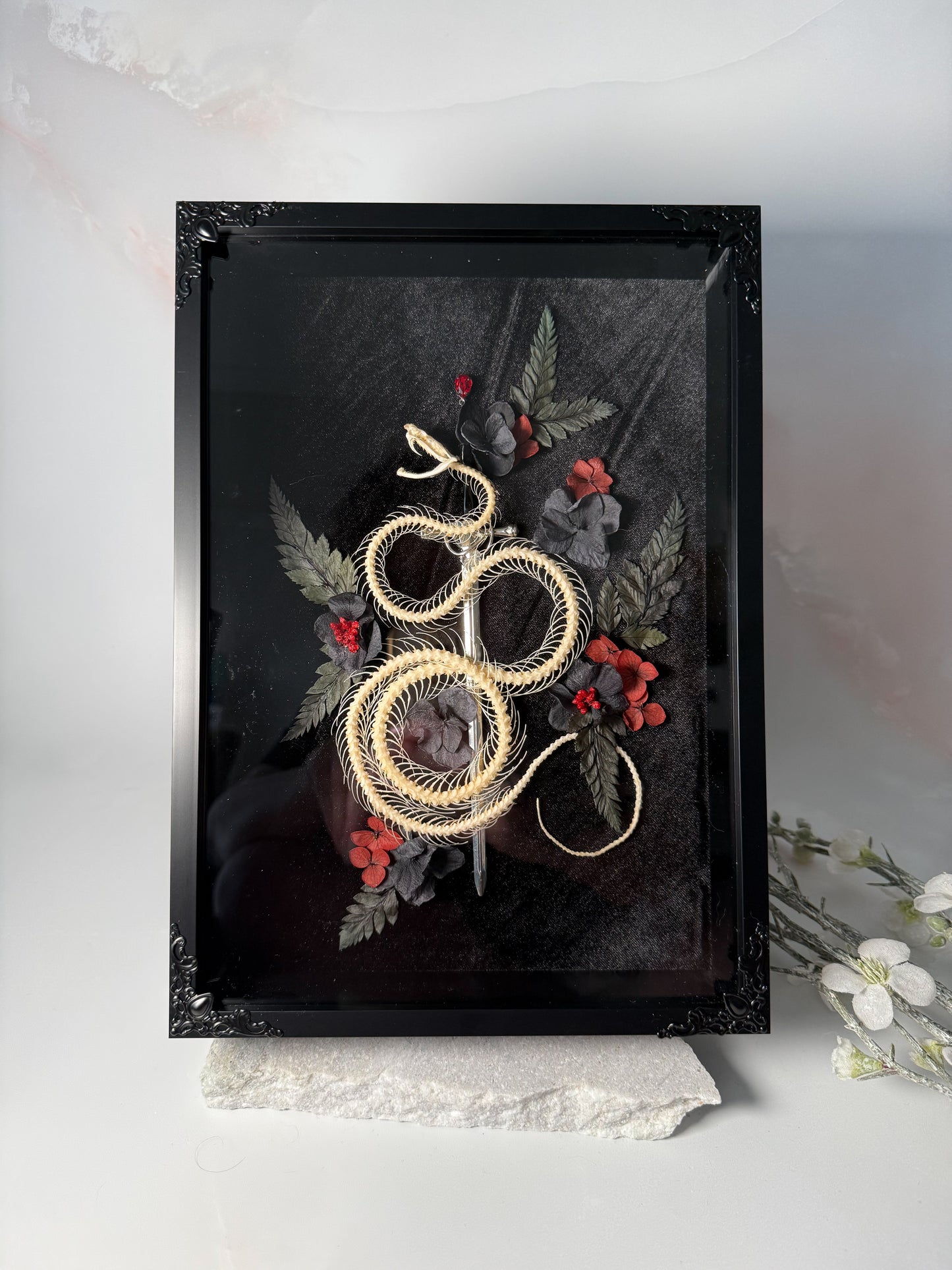 Trimeresurus Albolaboris Snake Skeleton - Vampiric Crypt