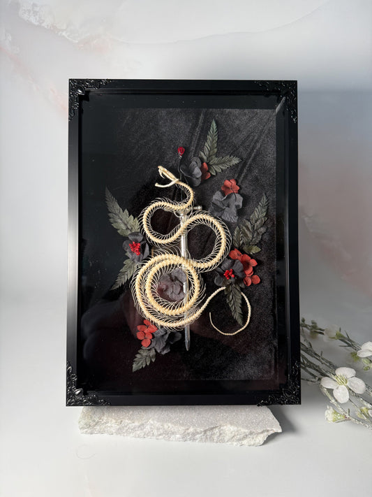 Trimeresurus Albolaboris Snake Skeleton - Vampiric Crypt