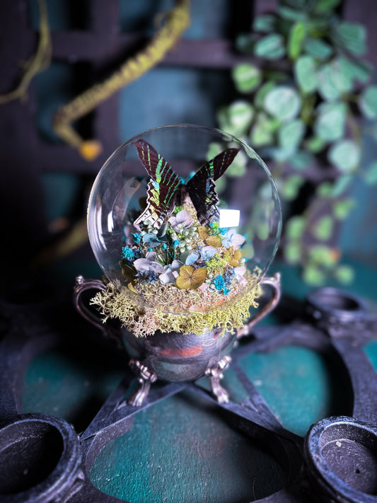 Urania Leilus Moth - Antique Sugar Jar Dome