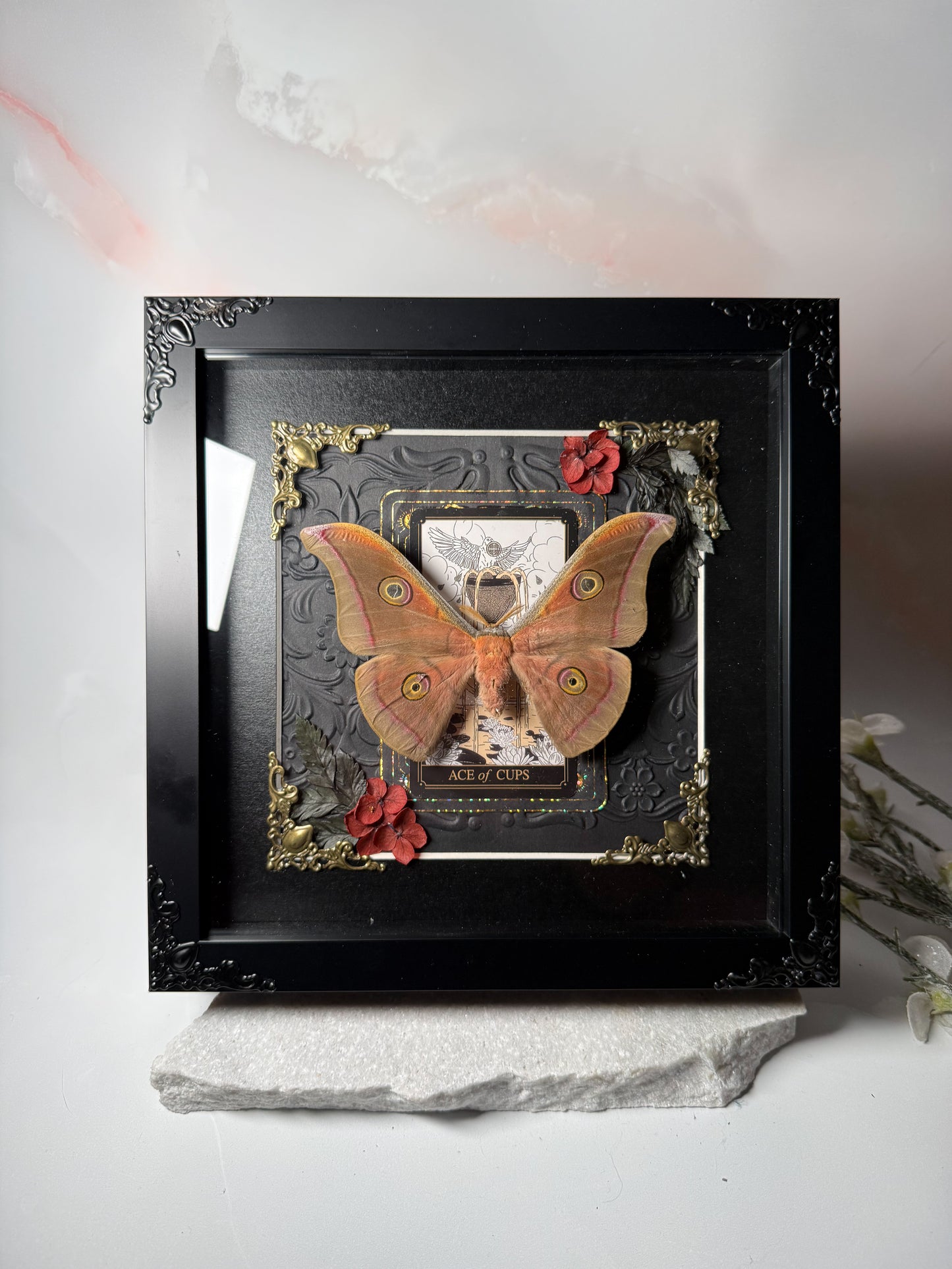 Antheraea Mylitta - Ace of Cups