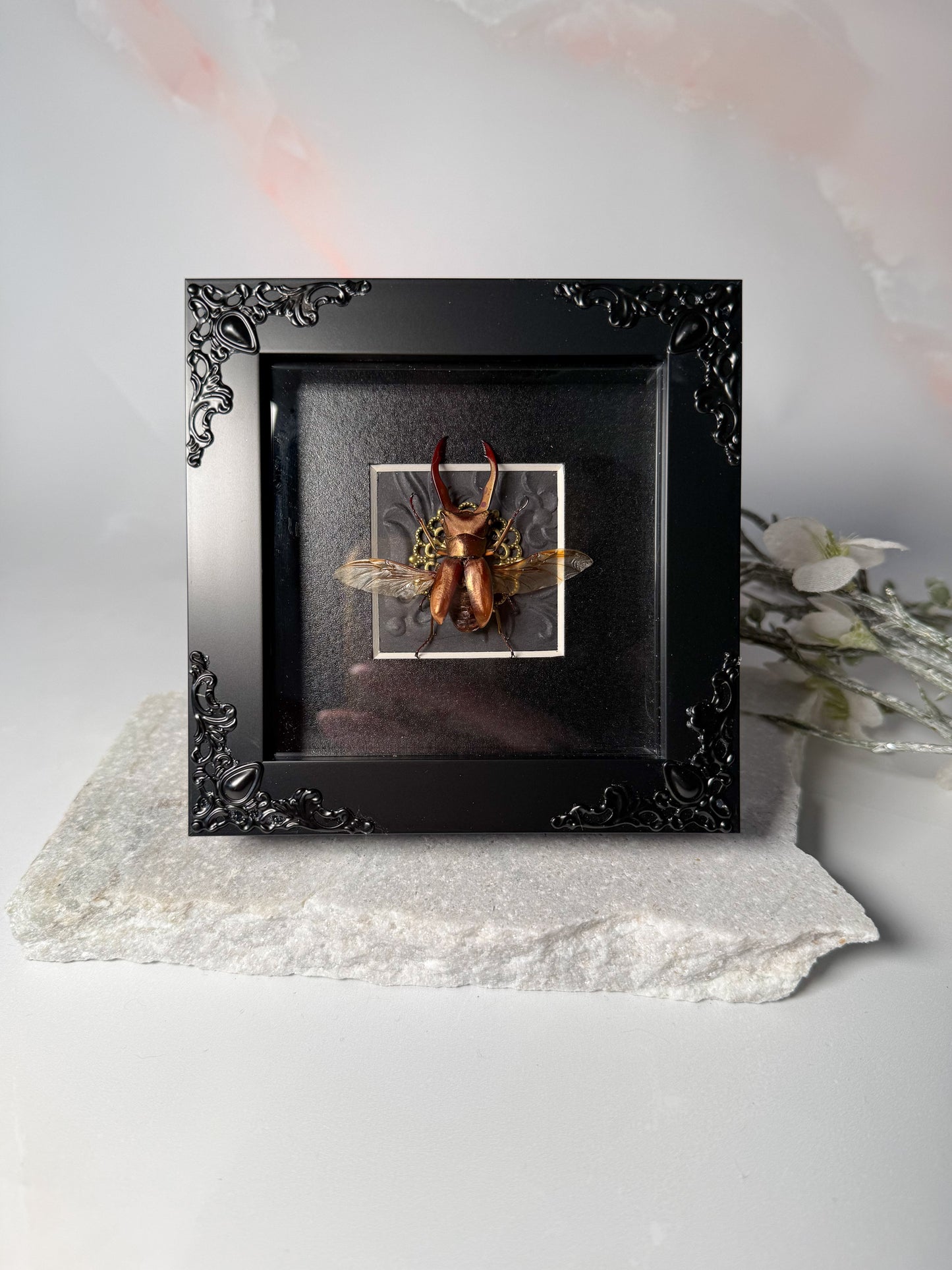 Cyclommatus Metallifer Ottani - Gold