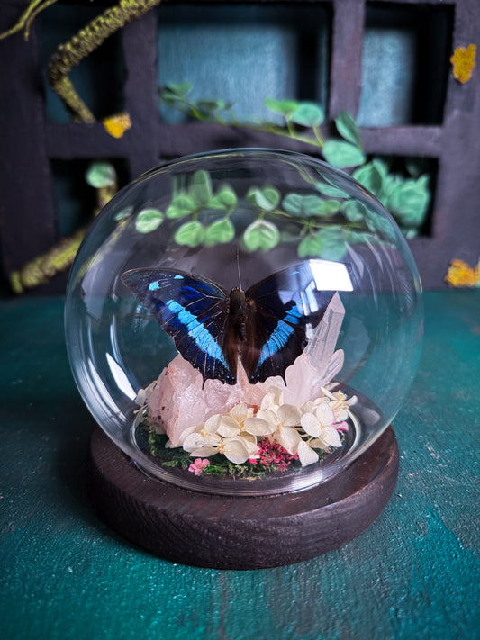 The Midnight Blue Butterfly/Polygrapha Cyanea - Rose Quartz Dome