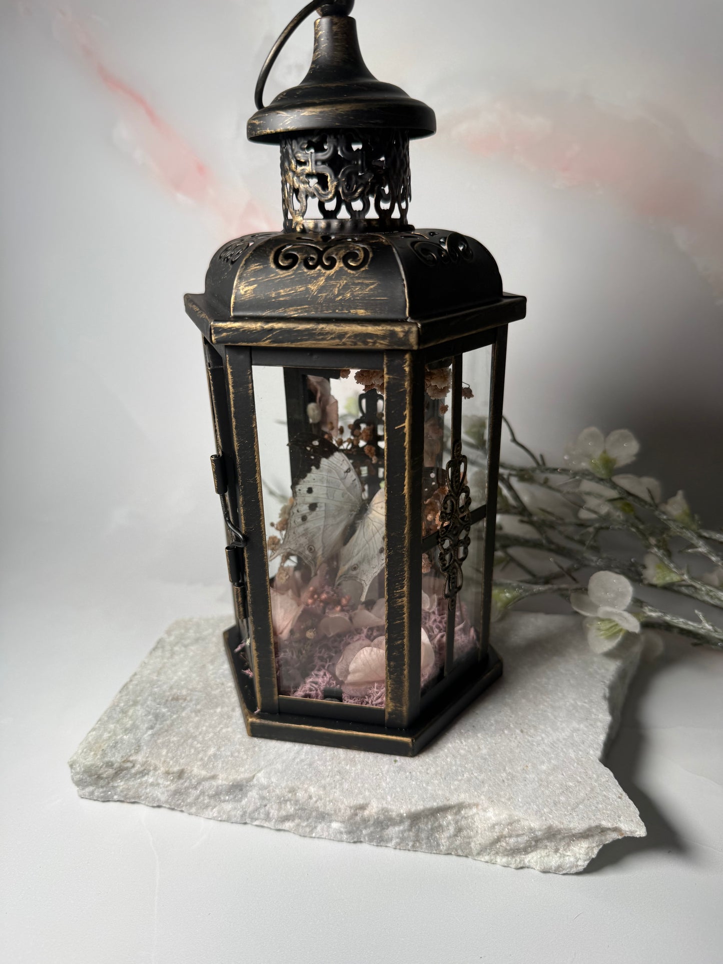 Fae Lantern Salamis Duprei - Sakura