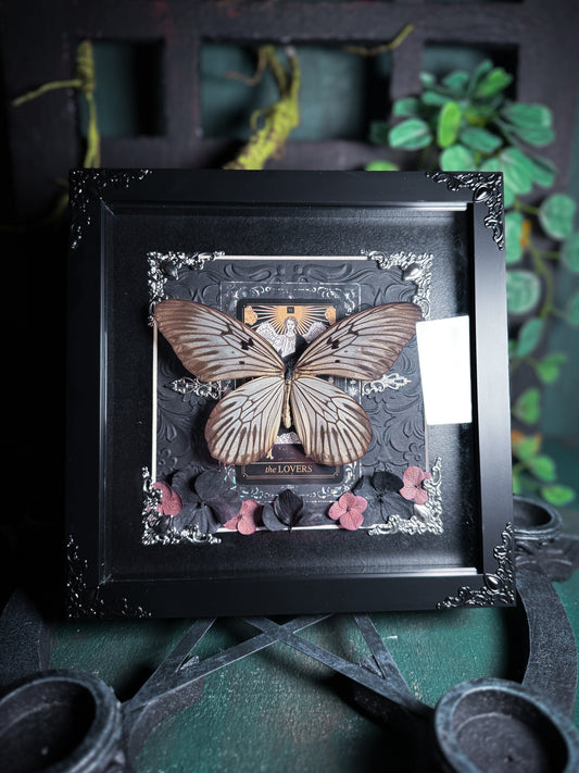 Idea Blanchardi, ghost tree nymph butterfly - The Lovers