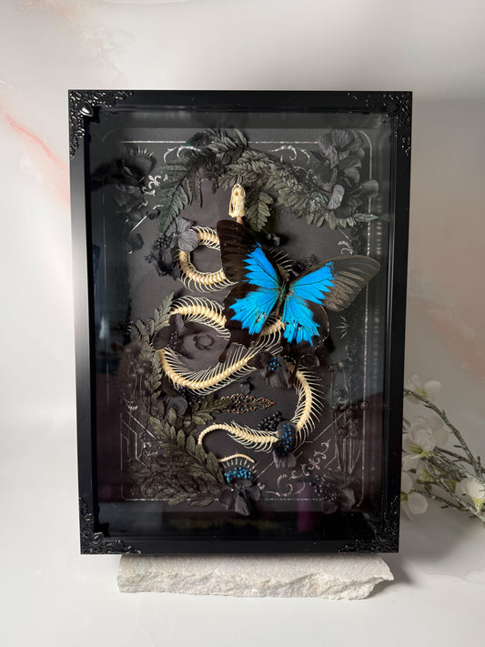 X Unicolor Snake Skeleton w/ Papilio Ulysses