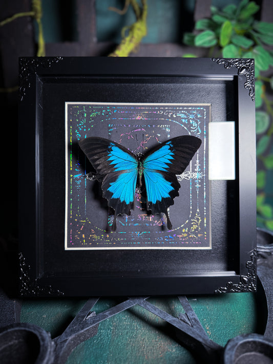 Papilio Ulysses - The Star Tarot