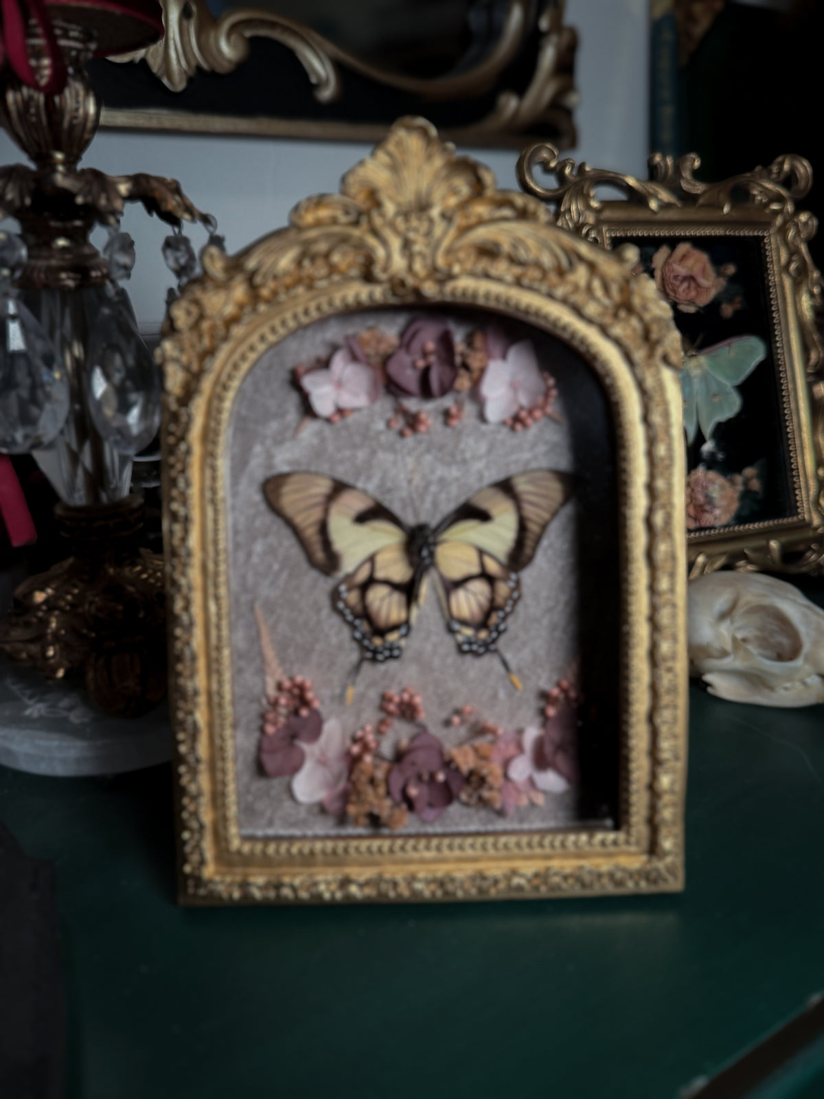 Eurytides dolicaon - Ornate Shadow box