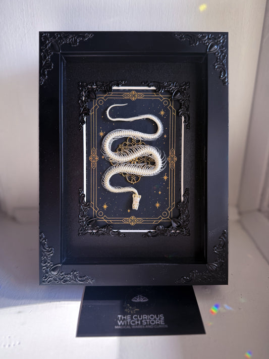 Mounted Snake Skeleton - Real Articulated Rice Paddy Snake Tarot