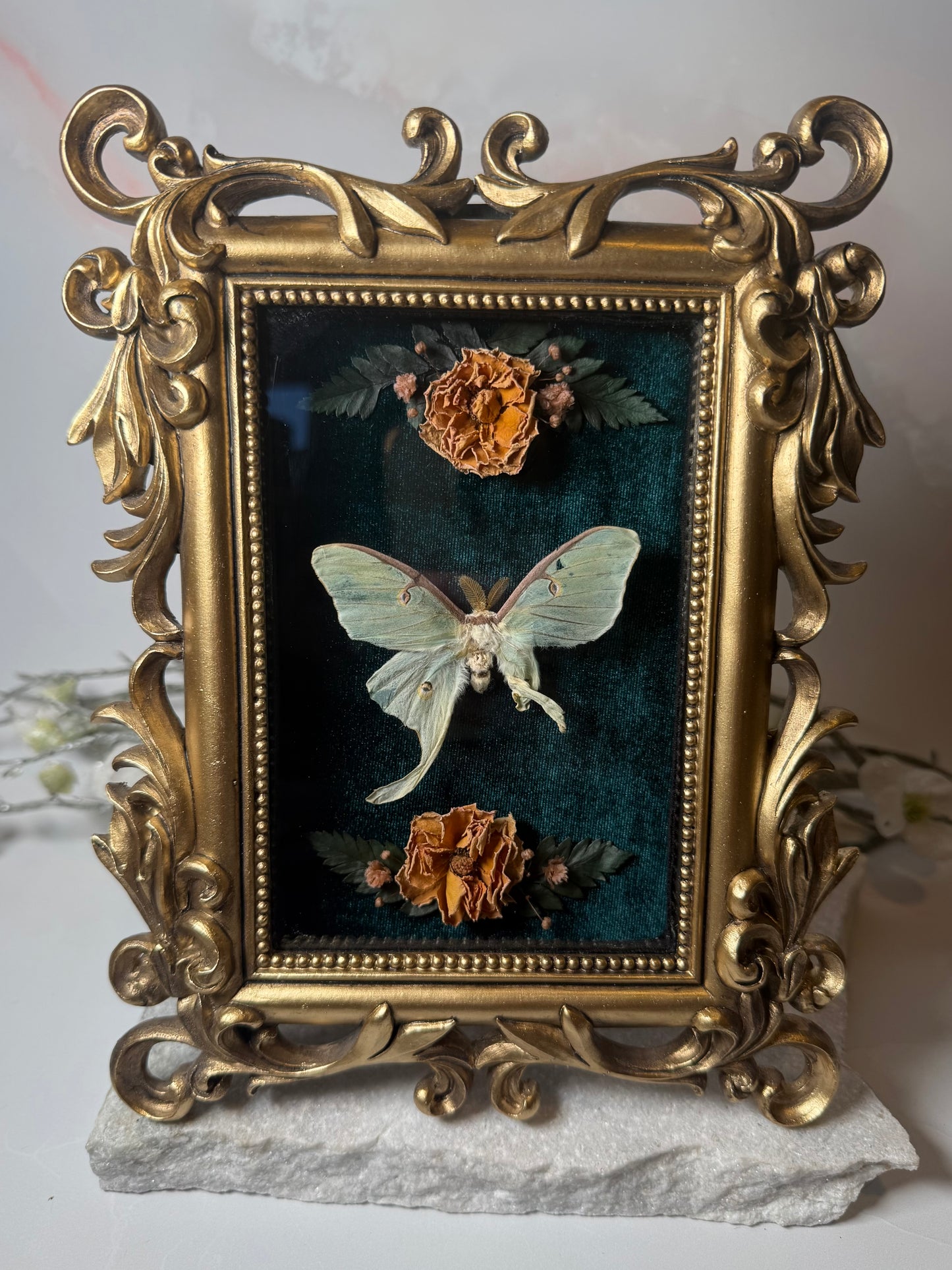 Naturally deformed Actias Luna - Ornate gold frame