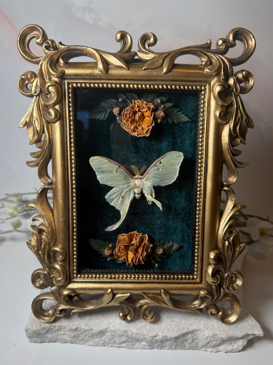 Naturally deformed Actias Luna - Ornate gold frame