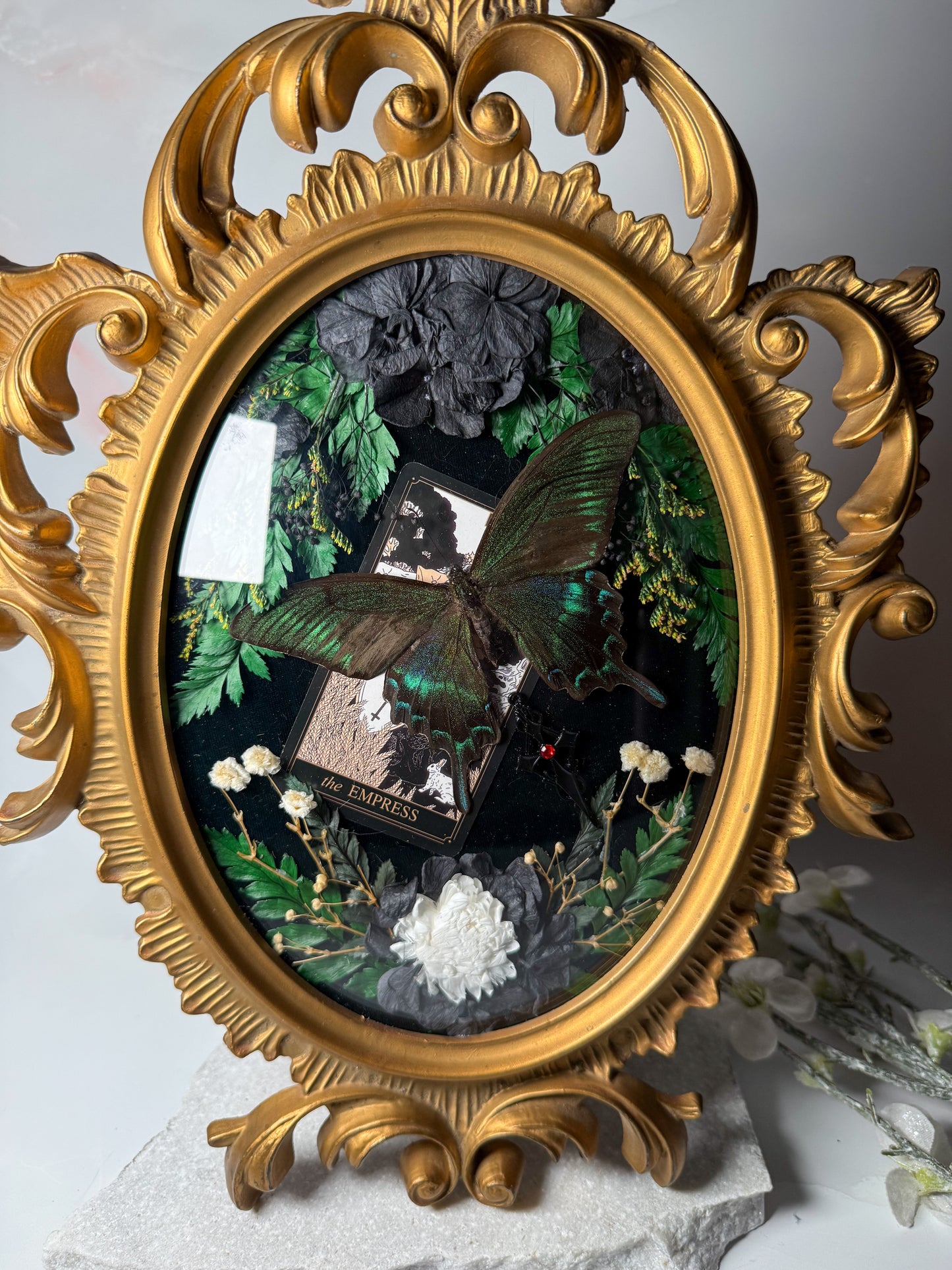 Papilio Maackii - Antique convex frame