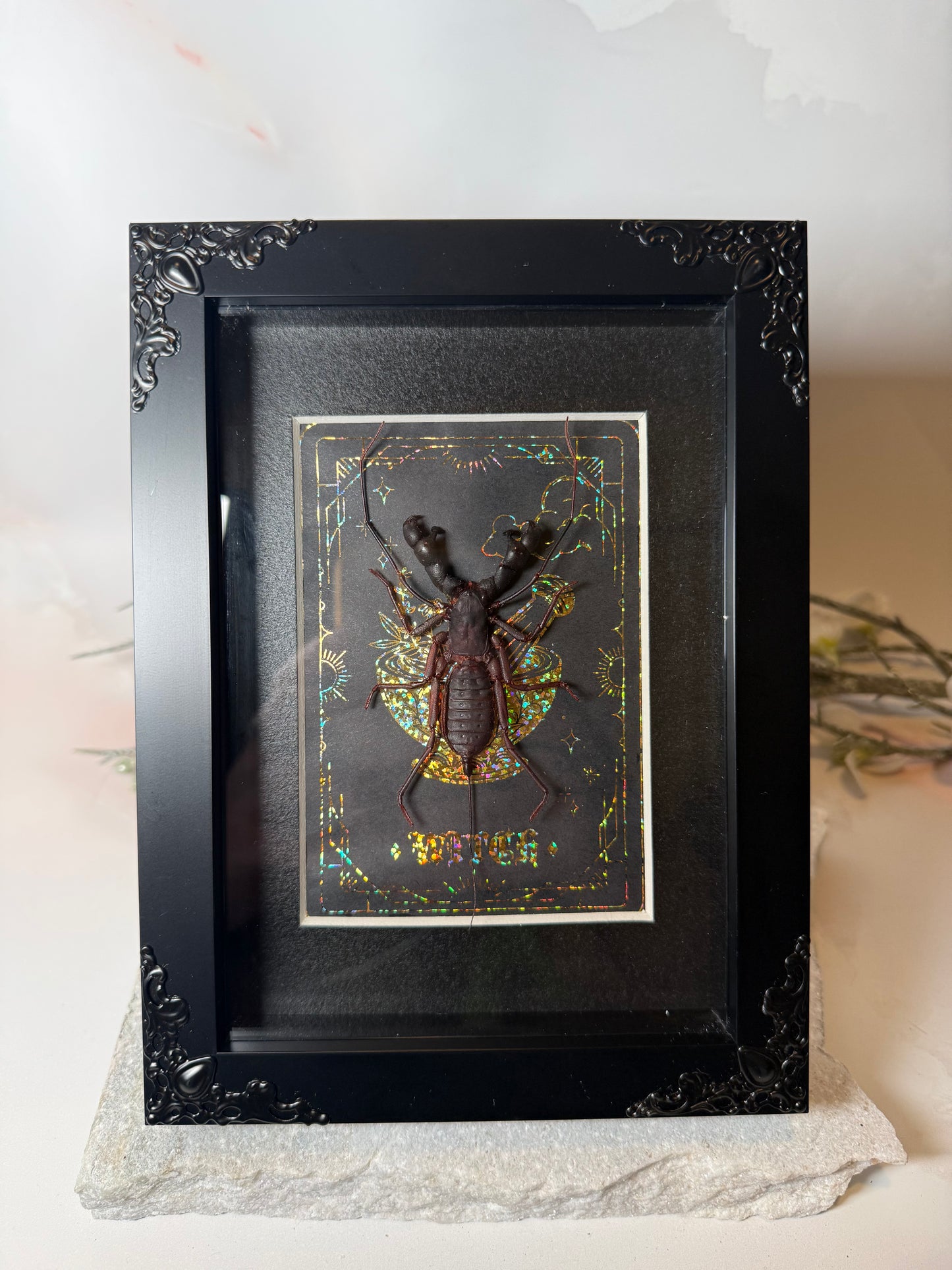 Hypoctonus Siamensis Whip Scorpion - Witch Tarot