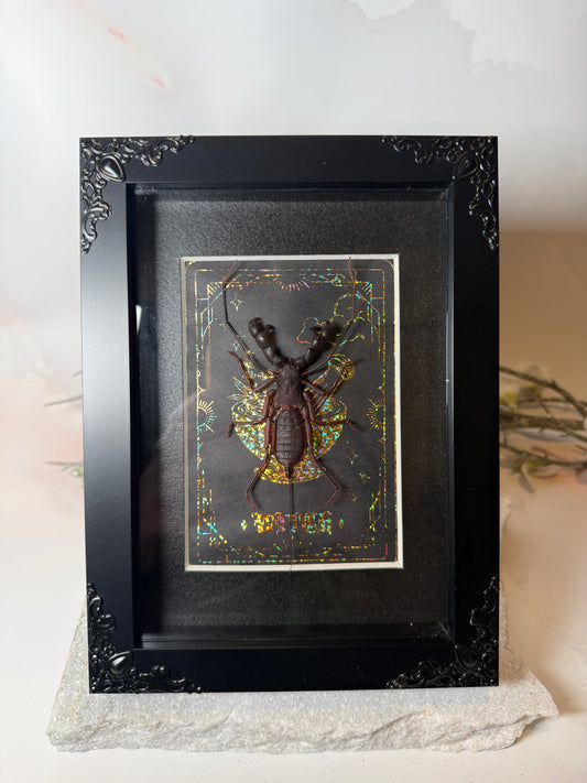 Hypoctonus Siamensis Whip Scorpion - Witch Tarot