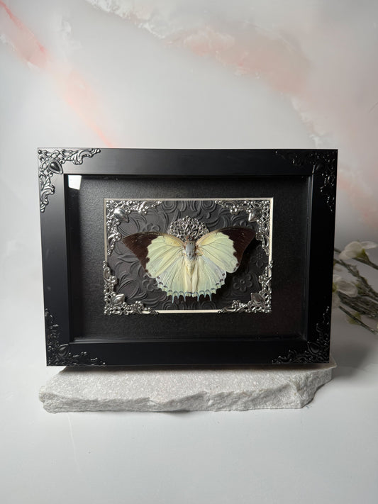 Polyura Delphis Concha