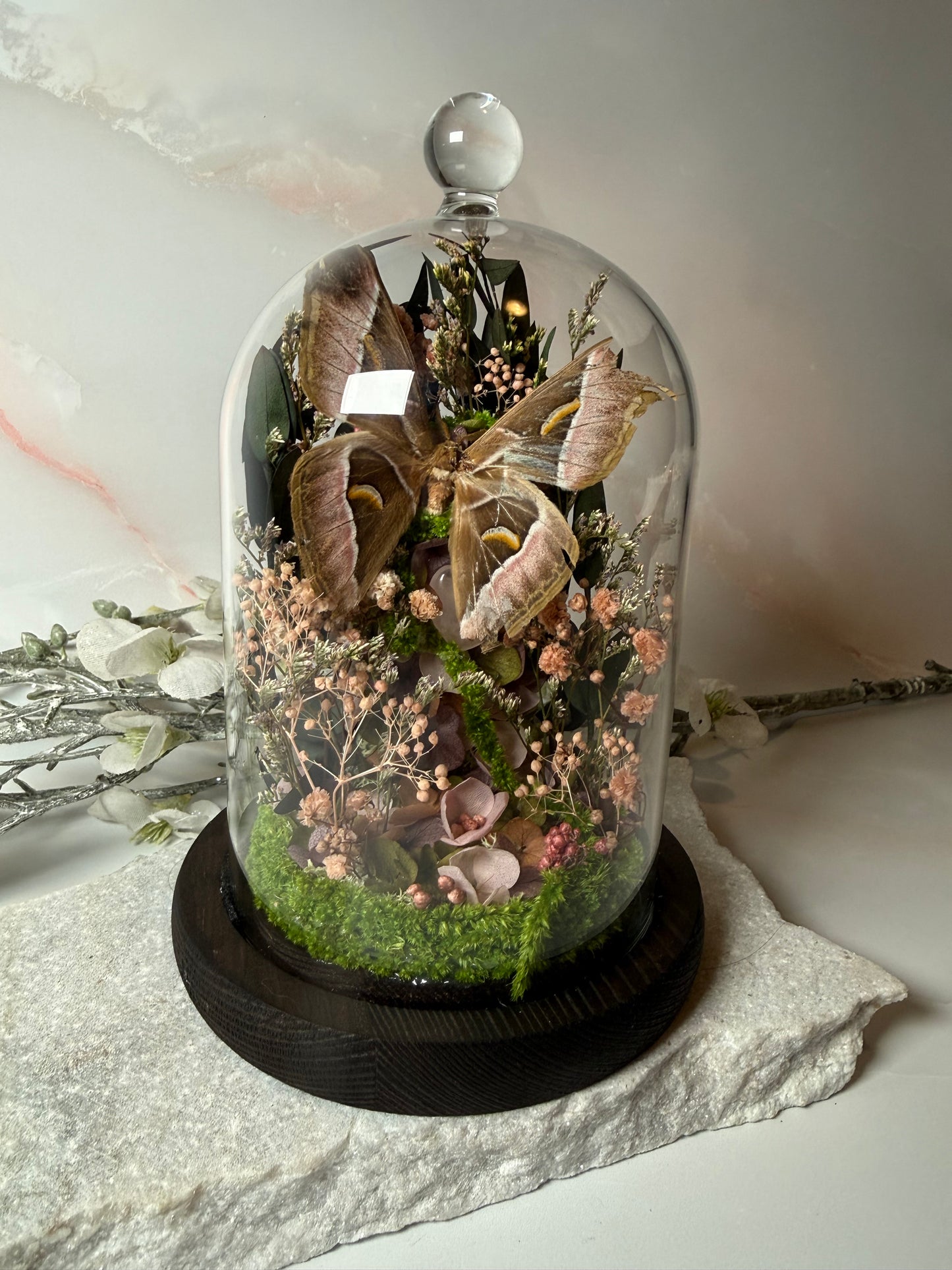 Samia sp, verified natural death Cloche dome