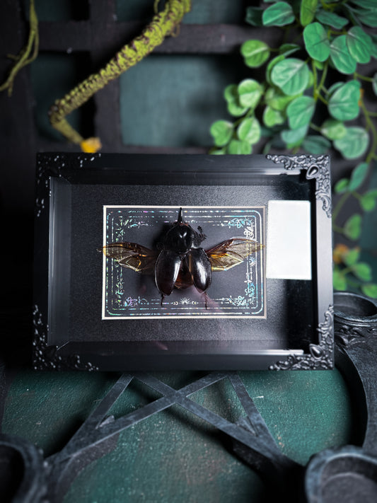 Enema Pan, Horned Rhino Beetle - Silver Ornate