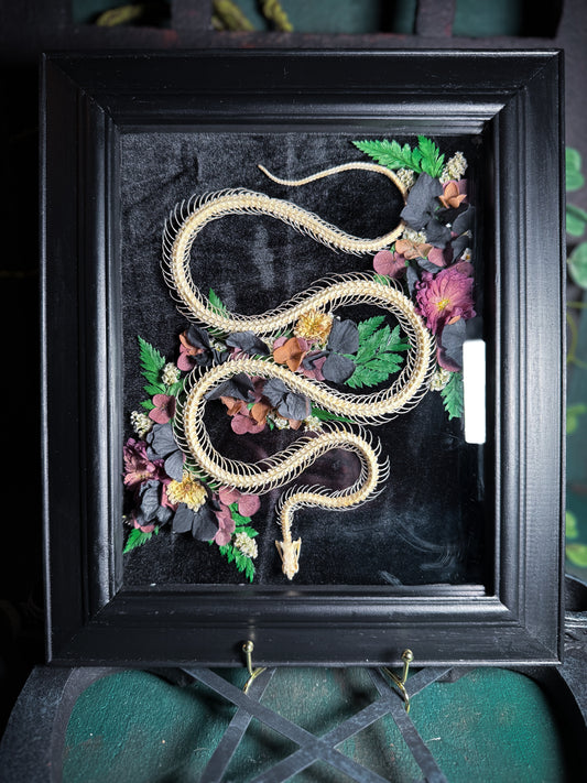 Articulated Snake Skeleton Bungarus Candidus - Garden
