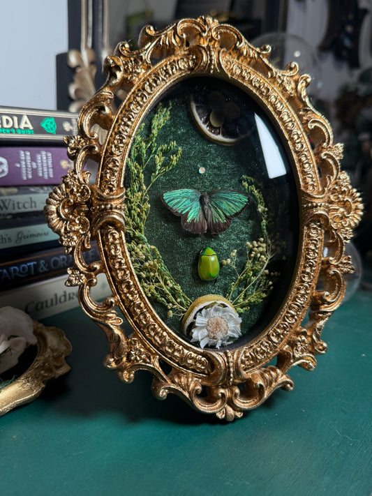 Arhopala sp x Anomala dimidiata - Ornate Shadow box