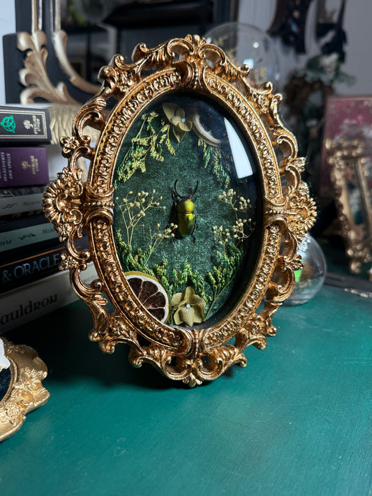 Lamprima adolphinae - Ornate Shadow box