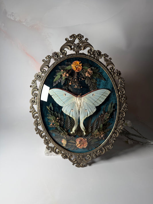 Actius Selene - Antique convex frame Rose