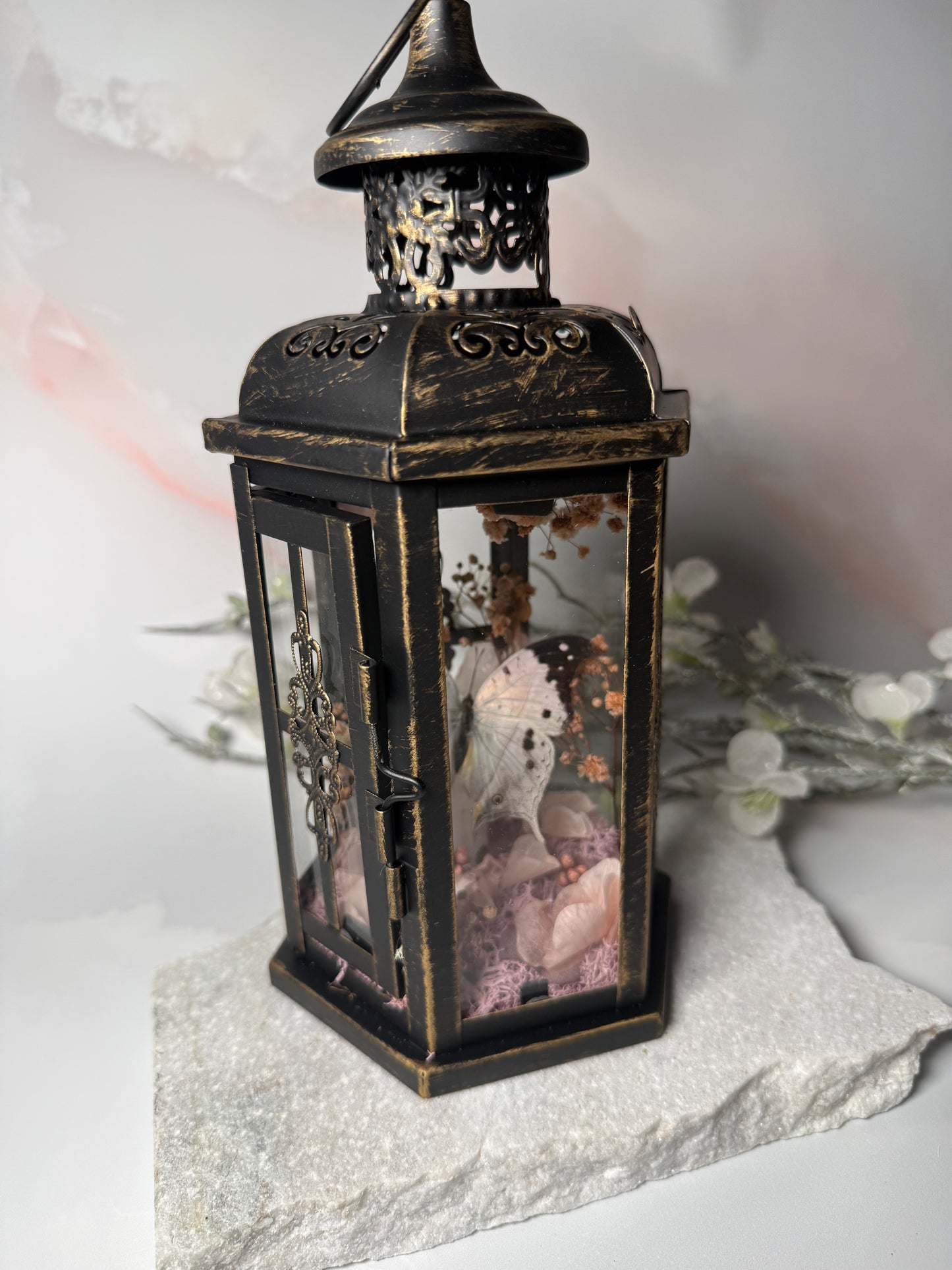 Fae Lantern Salamis Duprei - Sakura